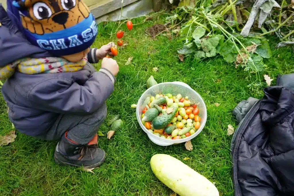 Criança agasalhada colhendo tomatinhos no quintal, ao lado de uma bacia cheia de vegetais frescos como pepinos e tomates, representando alimentação saudável e dieta vegetariana