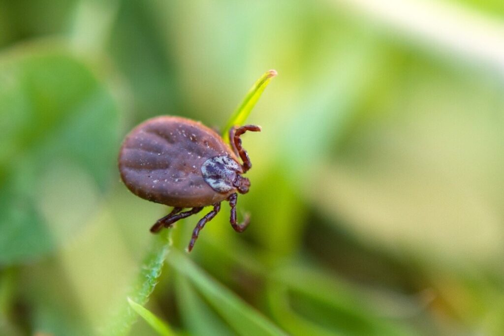 Close-up de um carrapato marrom com corpo arredondado em uma folha de grama verde, o vetor da febre maculosa.