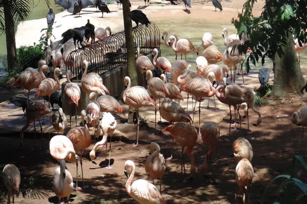 Grupo de flamingos cor-de-rosa reunidos em área sombreada no Zoológico de São Paulo.