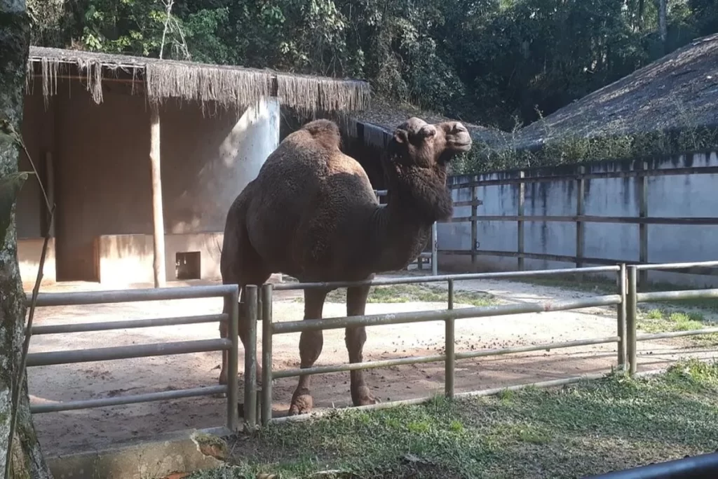 Camelo em seu recinto no Zoológico de São Paulo, cercado por vegetação e estruturas de proteção.