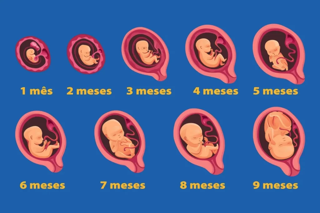 Ilustração do desenvolvimento fetal mês a mês durante a gestação, do 1º ao 9º mês