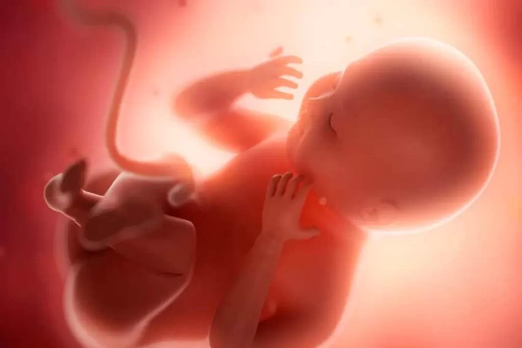 Feto em desenvolvimento dentro do útero, ligado ao cordão umbilical