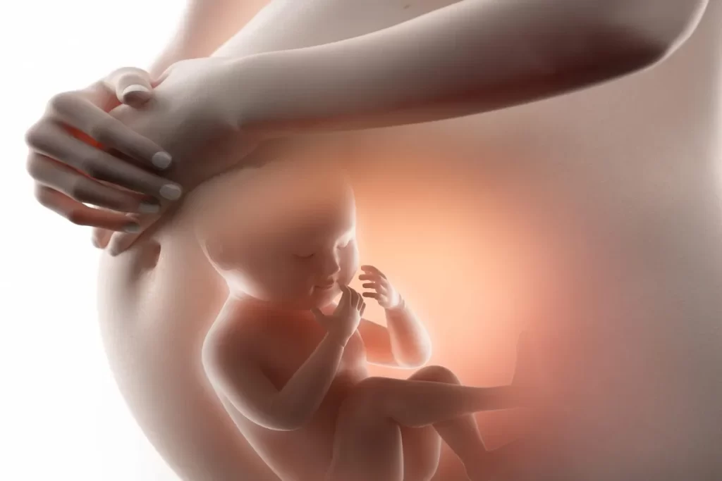 Feto em desenvolvimento dentro da barriga da mãe, em posição fetal e protegido pelo útero