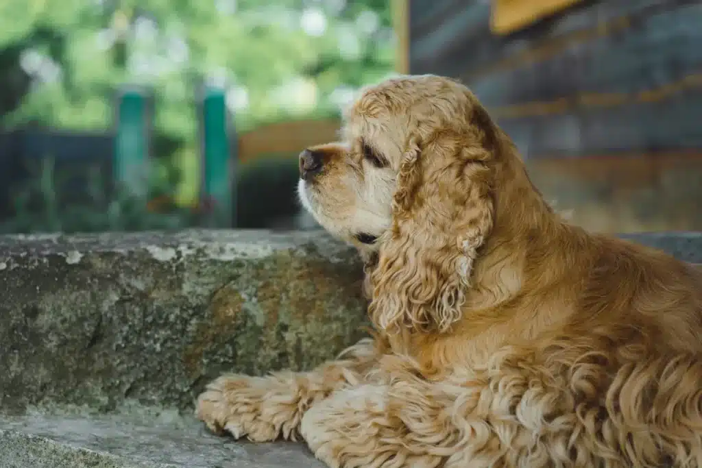 Cão Cocker Spaniel com pelagem dourada/caramelo, deitado de perfil em um degrau de pedra áspera e olhando para a esquerda, com fundo desfocado de jardim.
