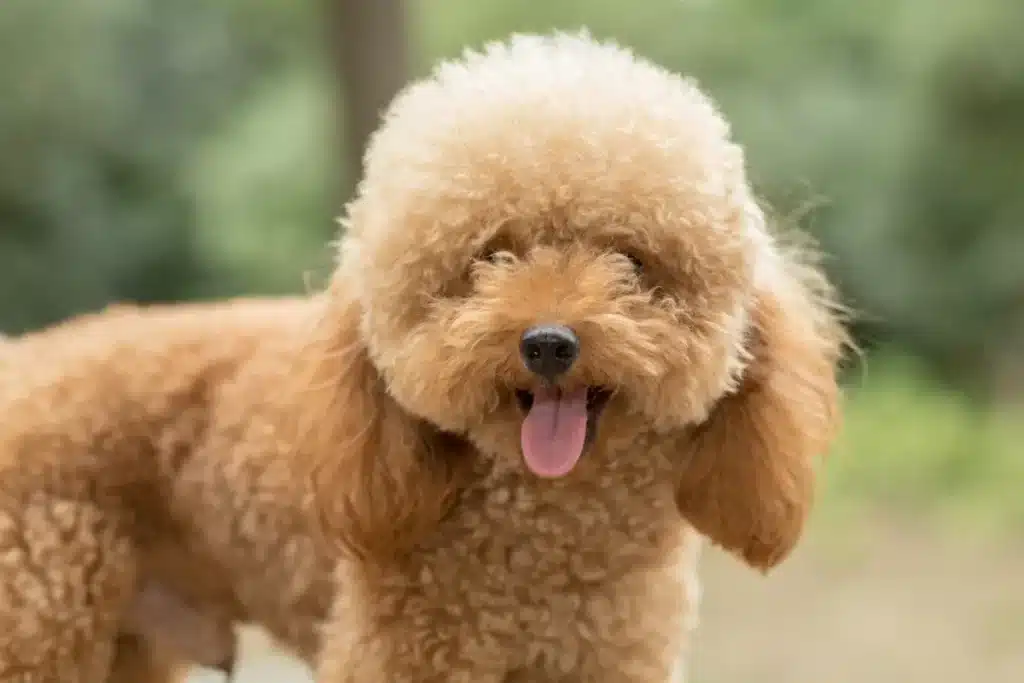 Close-up de um cão Poodle Toy ou Miniatura de pelagem cor damasco ou caramelo, com a língua de fora e aparência feliz, em um ambiente externo e verde.