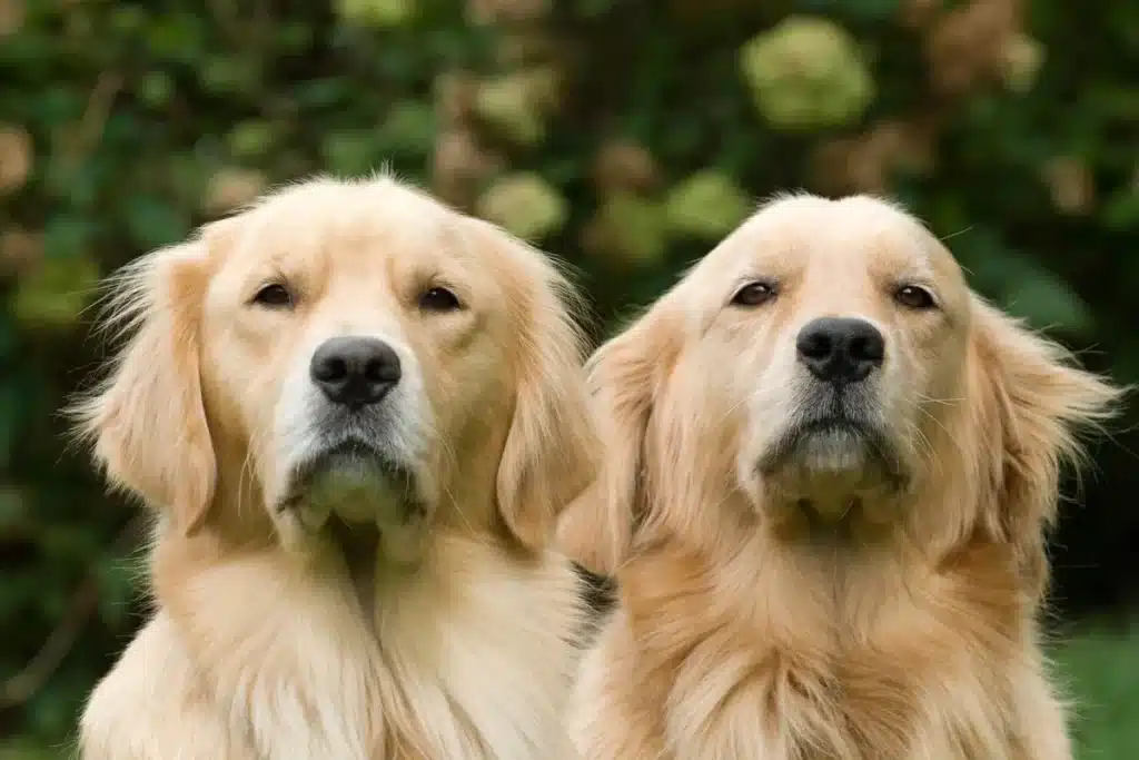 Close-up de dois cães Golden Retriever de pelagem clara, em um retrato frontal simétrico, em um cenário verde e desfocado ao ar livre.