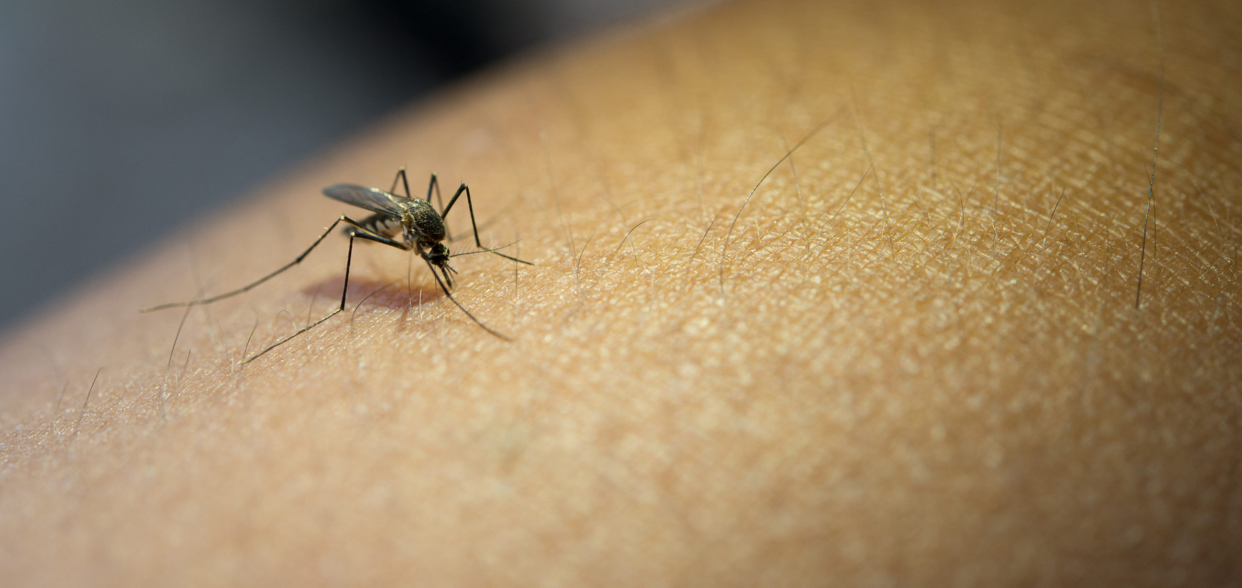 mosquito pousado sobre um pedaço de pele humana